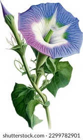 color pencil morning glory white background illustration