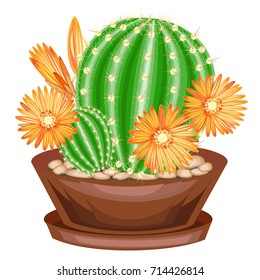 Color picture. Potted plant in a pot. Green cactus is spherical with ribs covered with spines. On top are wonderful bright orange flowers. Lovely hobby for collectors of cacti. Vector illustration.