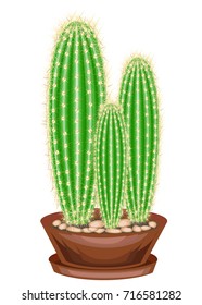 Color picture. Potted plant in a pot. Green fleshy tall cactus with ribs covered with sharp thorns, cleistocactus_saimapatanus. Three stems. Lovely hobby for collectors of cacti. Vector illustration.