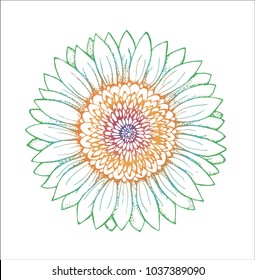 Color picture of a sunflower. Flower illustration