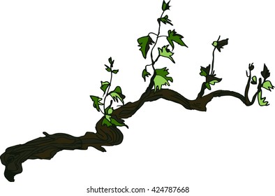 color picture of the vine
