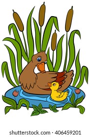 Color pictures: birds. Mother duck swims with her little cute duckling in the pond. They are smile and happy.