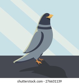 Color Pigeon Dove