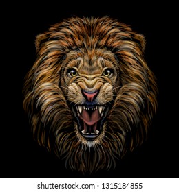 Color portrait of a growling lion on a black background