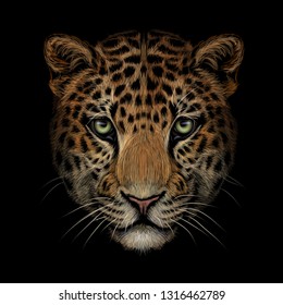 Color portrait of Jaguar looking forward on a black background.