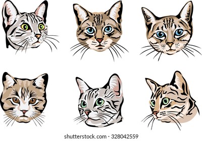 Farbporträts von Katzen, Katzen, Porträt, grafisches Bild