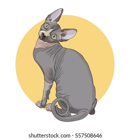 color postcard Cat, Sphynx on yellow background