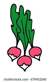 Color Radish vector doodle spring hand-drawn picture