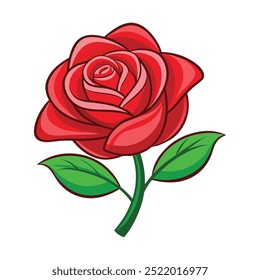 color rose flower with white background