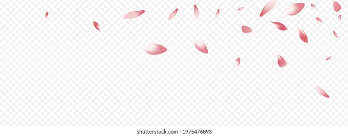 Color Rose Vector Panoramic Transparent Background. Blossom Down Backdrop. Heart Air Card. Cherry Wind Banner. Red Petal Flying Design.