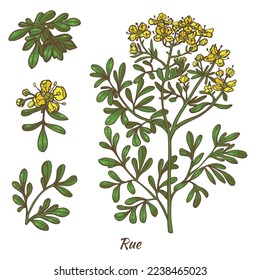 Color Rue Plant and Leaves. Ruta Graveolens in Hand Drawn Style for Surface Design Fliers Prints Cards Banners. Vector Illustration