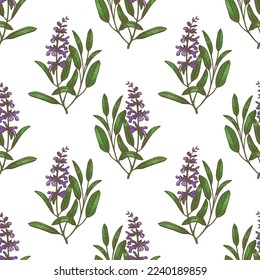 Color Sage Pattern in Hand-Drawn Style. Cooking Herb Floral Background in Hand-Drawn Style for Banners Fliers Posters Surface Design Cosmetic. Vector Illustration
