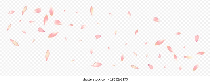 Color Sakura Vector Panoramic Transparent Background. Blossom Soft Backdrop. Peach Blow Card. Cherry Overlay Congratulation. Purple Floral 3d Texture.