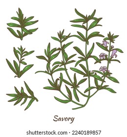 Color Savory Plant and Leaves. Savory in Hand Drawn Style for Surface Design Fliers Prints Cards Banners. Vector Illustration