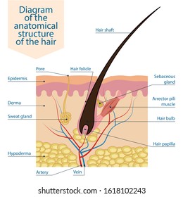 Color scheme of the anatomical structure of the hair. Medical scientific diagram showing the elements of the structure of the skin and hair of the human body. Vector illustration isolated.