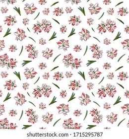 Color seamless pattern of Hippeastrum colors. Illustration of flower buds for textiles, packaging. The background for the paper.