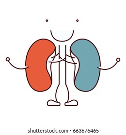 color sections hand drawing contour caricature renal system of human body vector illustration