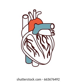 color sections silhouette heart system human body vector illustration