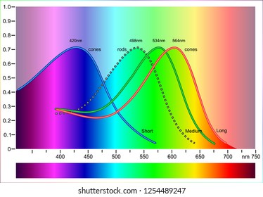 Color Sensitivity (Cones vs. rods)
