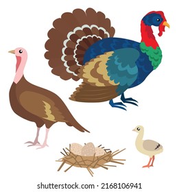 Color set of cute farm animals and objects, vector family turkeys