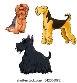 A color set of dogs different kinds of terriers: Yorkshire, Scottish and Ireland terrier.
