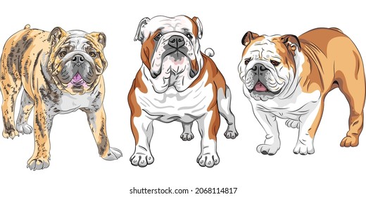 COLOR SET Of Dogs English Bulldog Breed