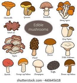 Color set of edible mushrooms, collection of different fungi