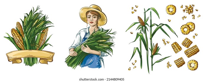 Color set with farmer woman in a hat holds corn in her hands and grains corn. Great for logo and packaging. Corn grains and cobs. Isolated headpiece. The illustration is hand drawn.