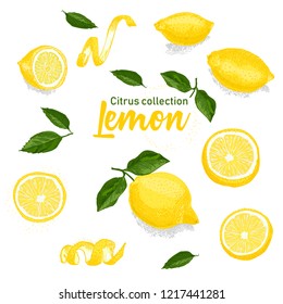 Color set of hand drawn tropical citrus fruit. Lemon. Ink sketch style. Good idea for templates menu, recipes, greeting cards. Vector illustration