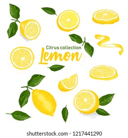 Color set of hand drawn tropical citrus fruit. Lemon. Ink sketch style. Good idea for templates menu, recipes, greeting cards. Vector illustration