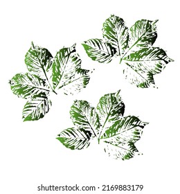 Color Set with hand made ink stamp leaves. Natural ink imprint of autumn leaf with streaks and texture. Monochrome artistic floral collection.