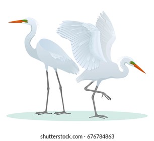 Color set, illustration with two different, detailed drawings, Great Egrets of the Ardea alba species. Vector, isolated on background.