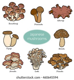 Color set of japanese mushrooms, collection of different fungi