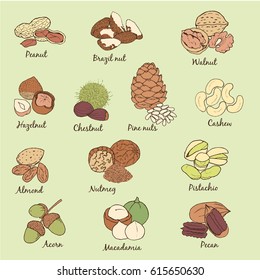 Color set of nuts. Hand drawn vector illustration.