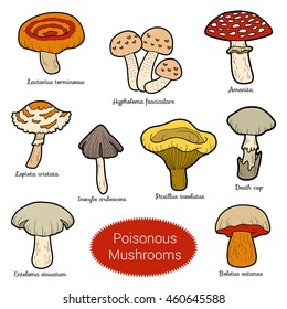 Color set of poisonous mushrooms, collection of different fungi