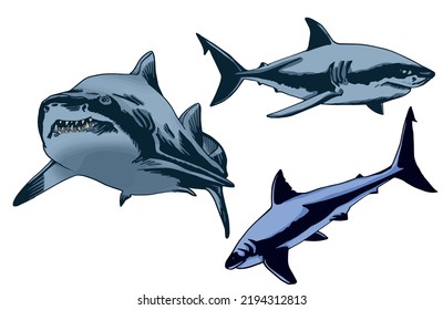 Color set of sharks on white isolated, vector illustration,graphical drawing. Stylish print element of marine life