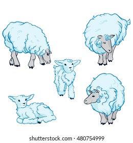 A color set of sheeeps and lambs.