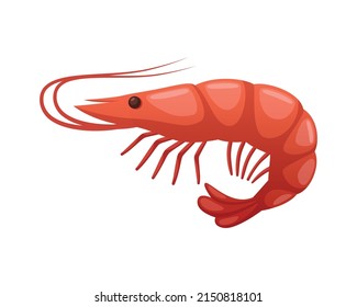 Color shrimp on white background cartoon vector illustration