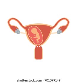 color silhouette of female reproductive system ovaries with fetus human growth ninth month vector illustration