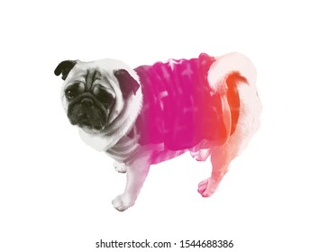 Color silhouette of a multicolored vector screen of dog isolated on a white background