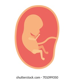 color silhouette of side view fetus human growth in placenta a few weeks vector illustration