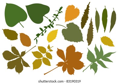 The color  silhouettes of leafs