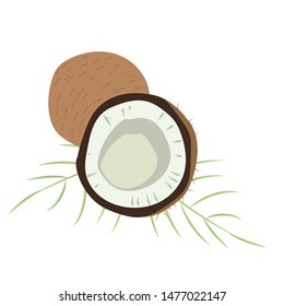 Color simple coconut. Summer fruit