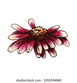 Color sketch of a chamomile on a white background. Vector flower illustration , isolated floral elements, hand drawn botanical illustration, ink pattern. Medicine herbs.