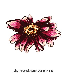 Color sketch of a chamomile on a white background. Vector flower illustration , isolated floral elements, hand drawn botanical illustration, ink pattern. Medicine herbs.
