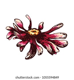 Color sketch of a chamomile on a white background. Vector flower illustration , isolated floral elements, hand drawn botanical illustration, ink pattern. Medicine herbs.