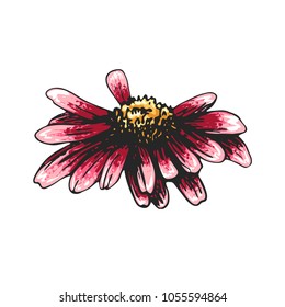 Color sketch of a chamomile on a white background. Vector flower illustration , isolated floral elements, hand drawn botanical illustration, ink pattern. Medicine herbs.