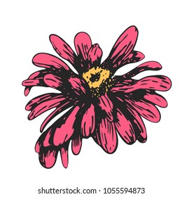 Color sketch of a chamomile on a white background. Vector flower illustration , isolated floral elements, hand drawn botanical illustration, ink pattern. Medicine herbs.