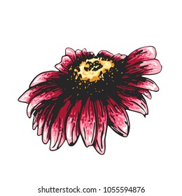 Color sketch of a chamomile on a white background. Vector flower illustration , isolated floral elements, hand drawn botanical illustration, ink pattern. Medicine herbs.