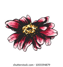 Color sketch of a chamomile on a white background. Vector flower illustration , isolated floral elements, hand drawn botanical illustration, ink pattern. Medicine herbs.